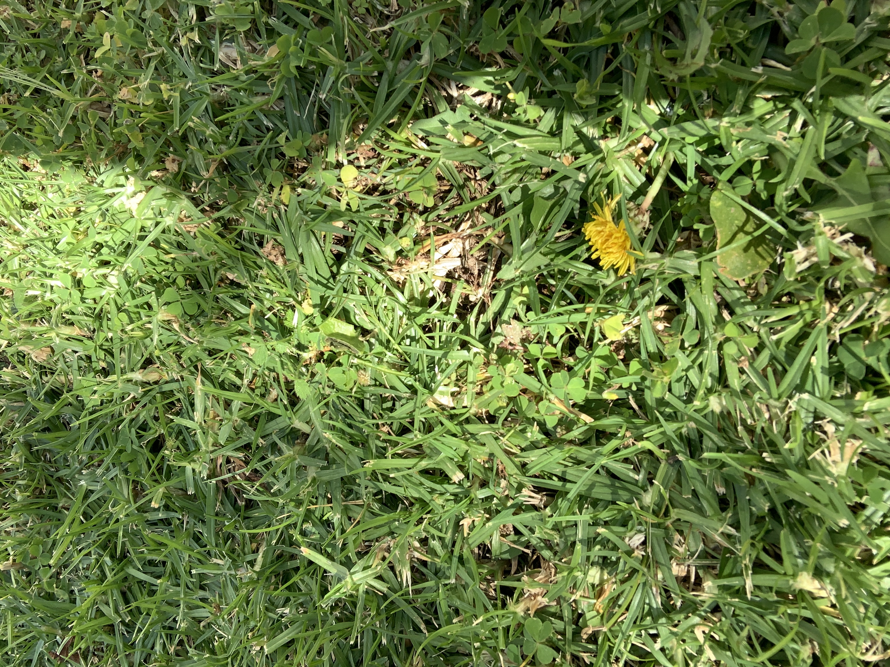 Small dandelion flower in the grass